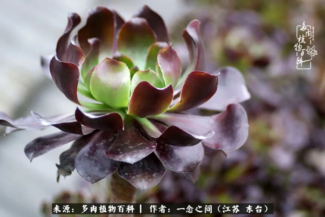 一见多肉误终生,一见多肉误终生从此入了养花坑