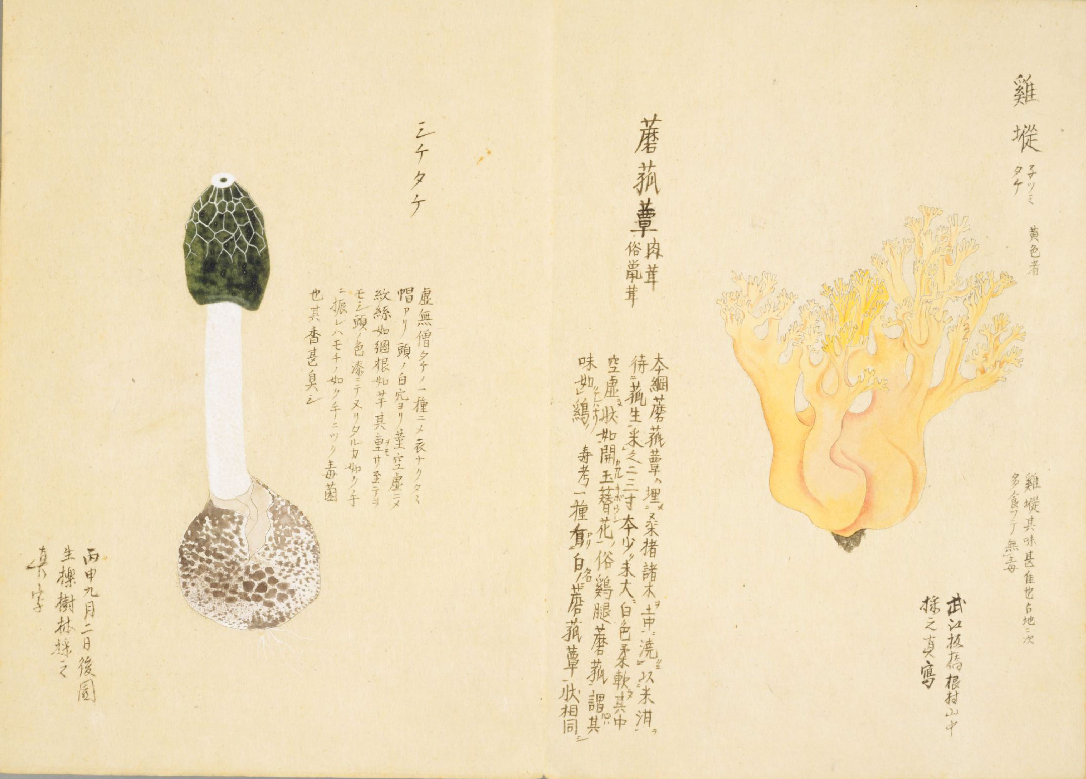 各种多彩菌图片大全,意式野菌图片大全