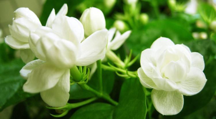 茉莉花开花多又香是怎么养护的,茉莉春季开花少夏季开花多