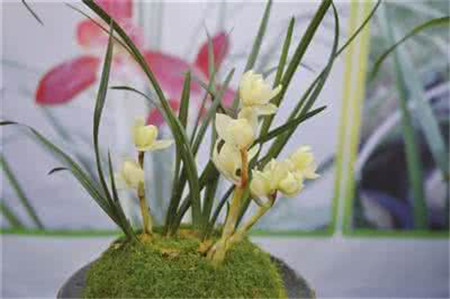 兰花有多少个品种哪些品种好看,兰花十大名贵品种有哪些