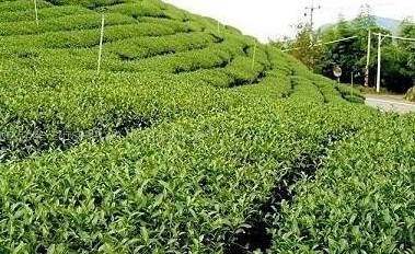 品杭州西湖龙井茶,品西湖龙井茶感受