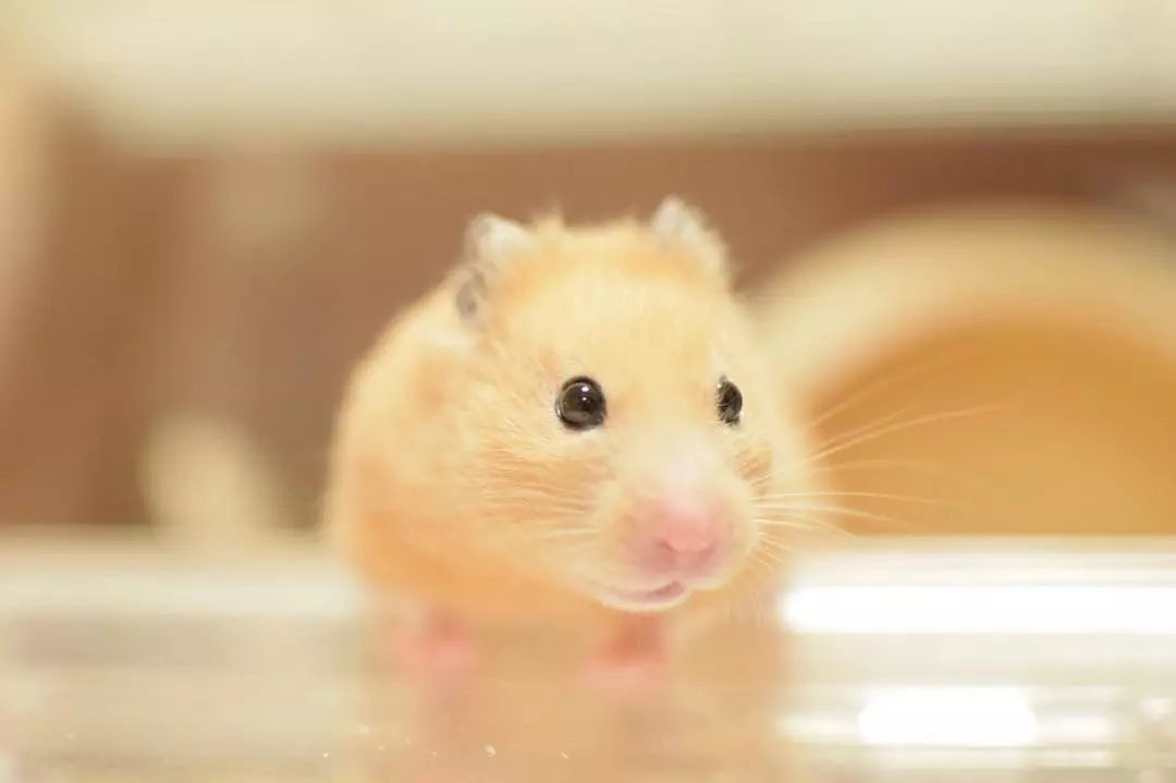 仓鼠什么粮食常吃会引起他挑食,仓鼠为什么不爱吃鼠粮