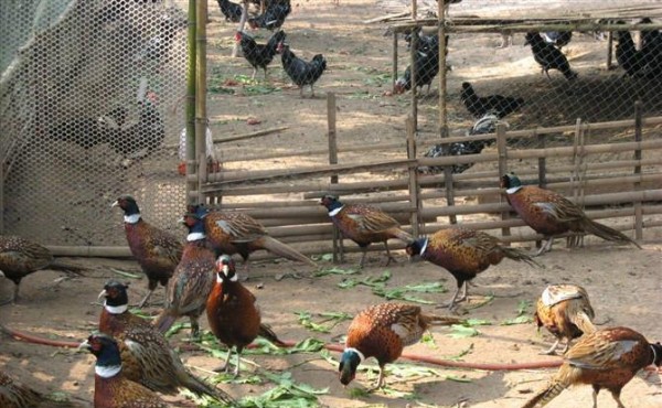 承包荒山养殖需要办理什么手续,为什么不建议承包荒山养殖