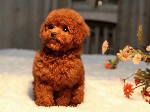 泰迪呕吐白色泡沫,泰迪肠鸣呕吐