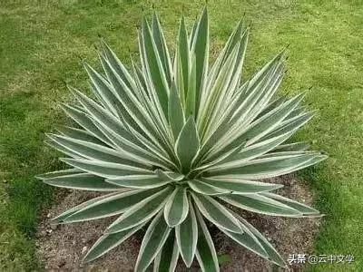 花语大全100种花图片,100种花的花语太全了