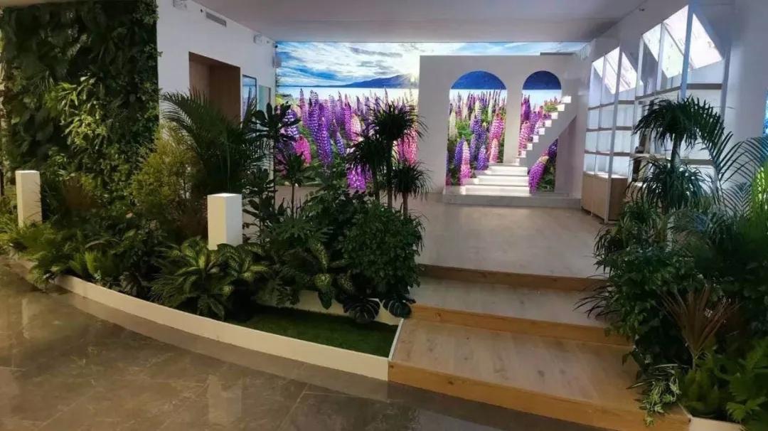 新西兰鲁冰花最新视频,新西兰野生鲁冰花