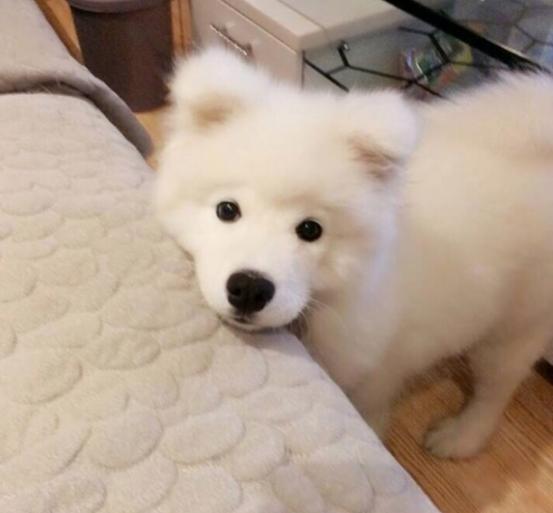 雪橇三傻萨摩耶如何训练抓野兽,萨摩耶雪橇三傻