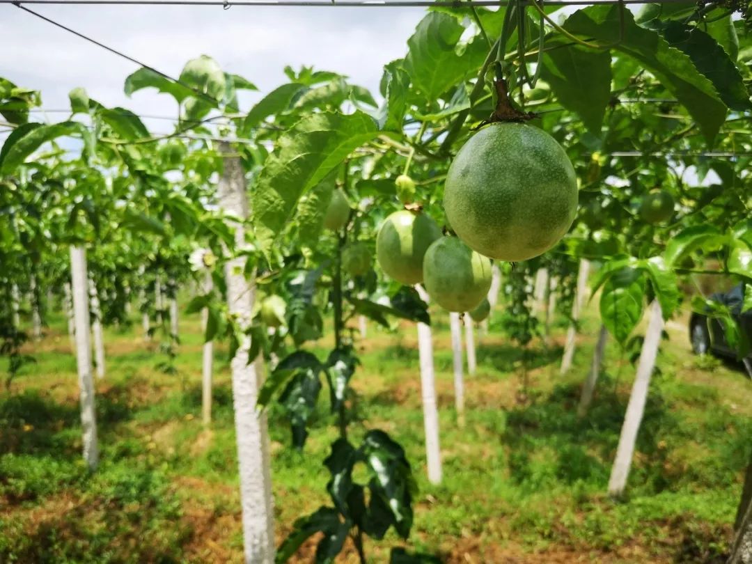 江西十二岁天才,17岁足球天才