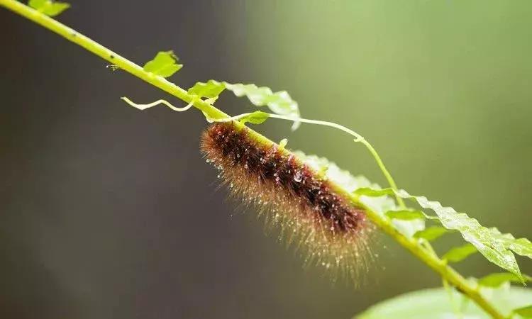 夏天最要小心这四种虫子,在外面遇到这种虫子千万别用手拍