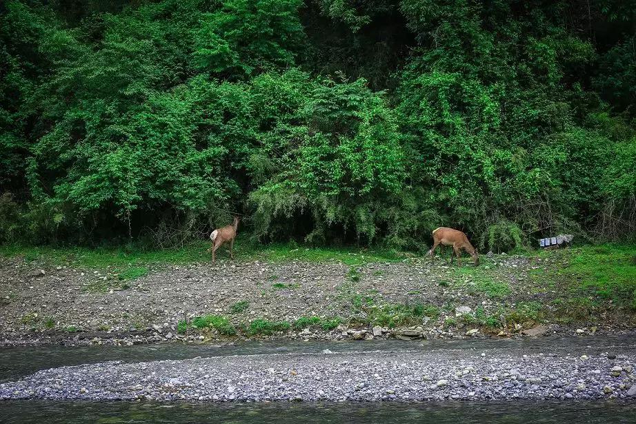 万亩杜鹃花开！邂逅野生水鹿，观云海住树屋，成都自驾3.5h就到！