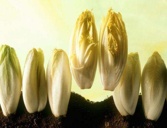 阳台上还适合种哪些蔬菜瓜果,阳台除了栽蓝莓还可以种什么水果