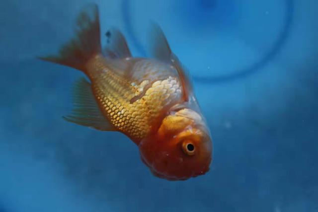 大鱼缸里养金鱼不打氧气能活吗,金鱼养在鱼缸里为什么不死