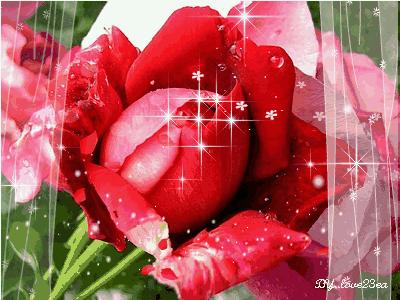 明日七夕，777幸福花送给群里所有的朋友，谁打开，谁幸福