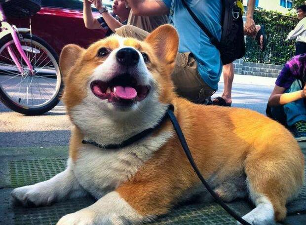 柯基犬喂食大忌,柯基犬喂食禁忌