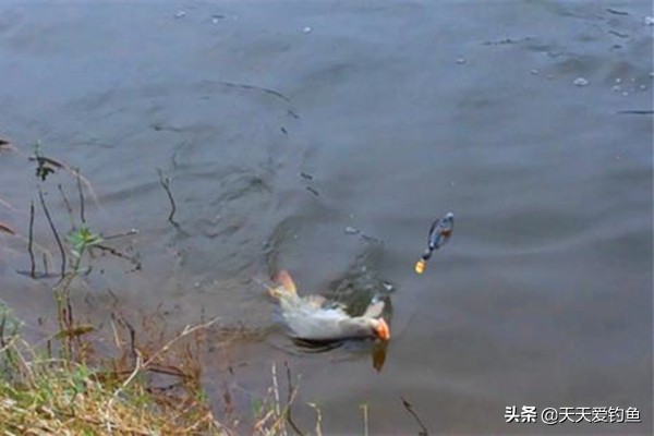 钓小鱼可以用珠珠钓法吗,珠珠钓鱼打窝技巧