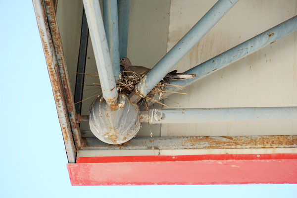 国外野生斑鸠窝图片,最简单斑鸠窝