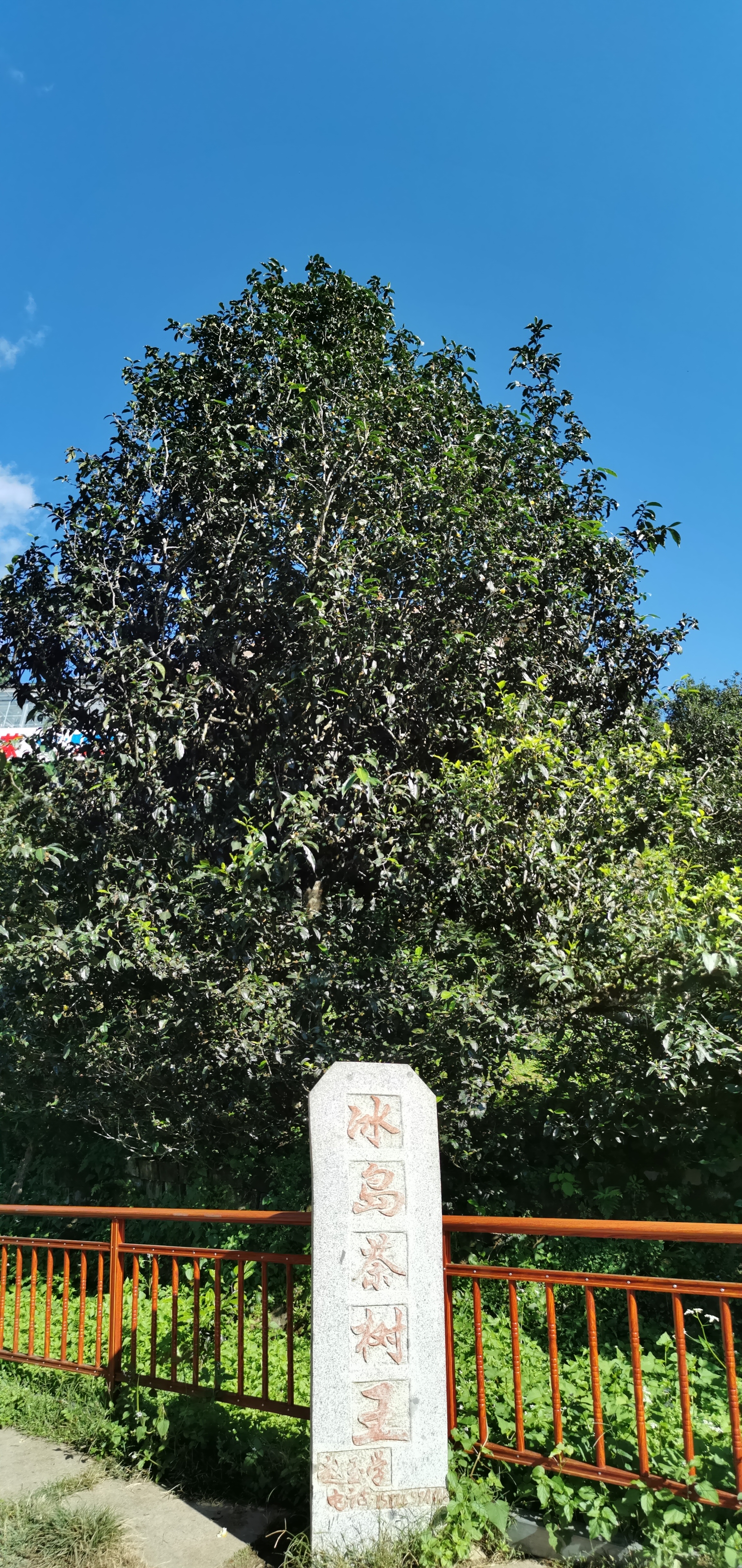 老班章和冰岛传奇,冰岛与老班章哪个更有名气