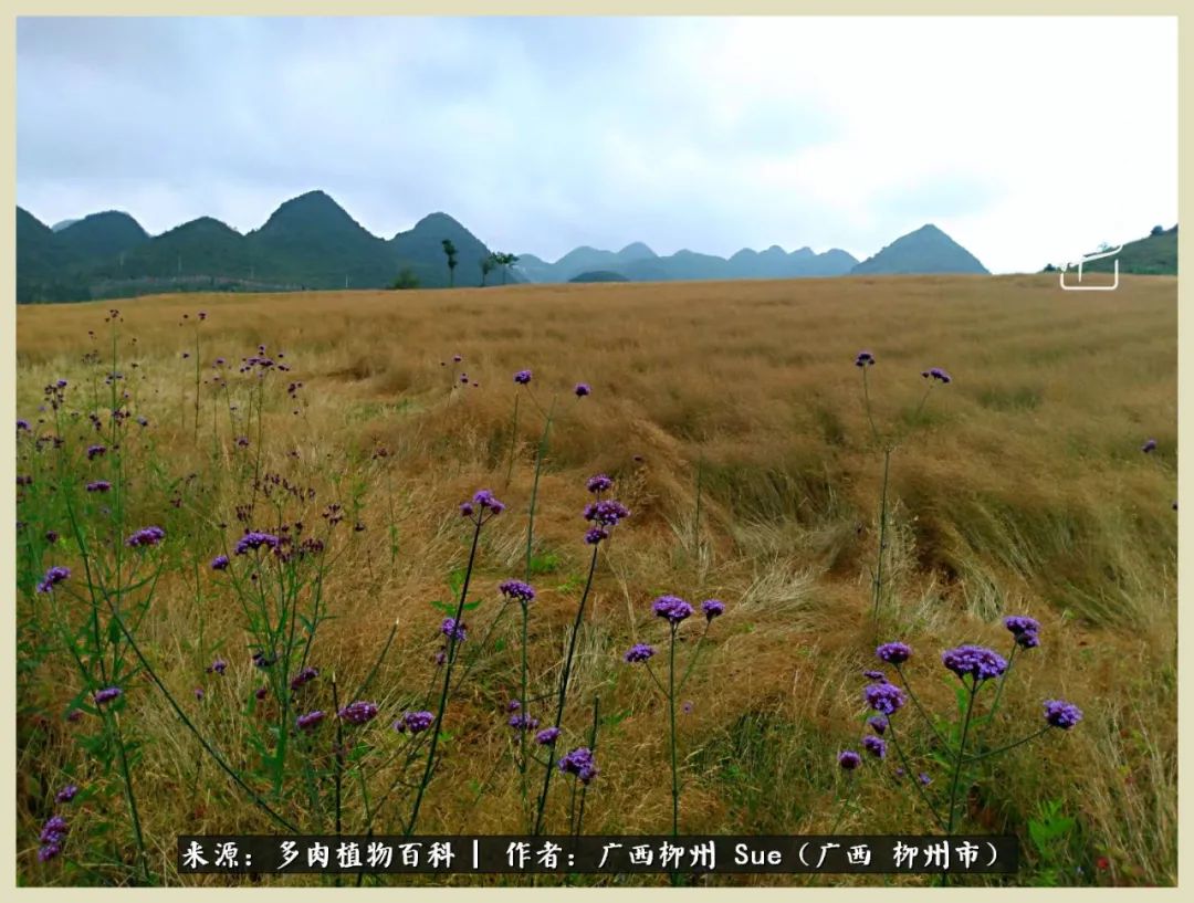 艳阳高照凉爽贵州，我要勤快地捕捉美好！（二）