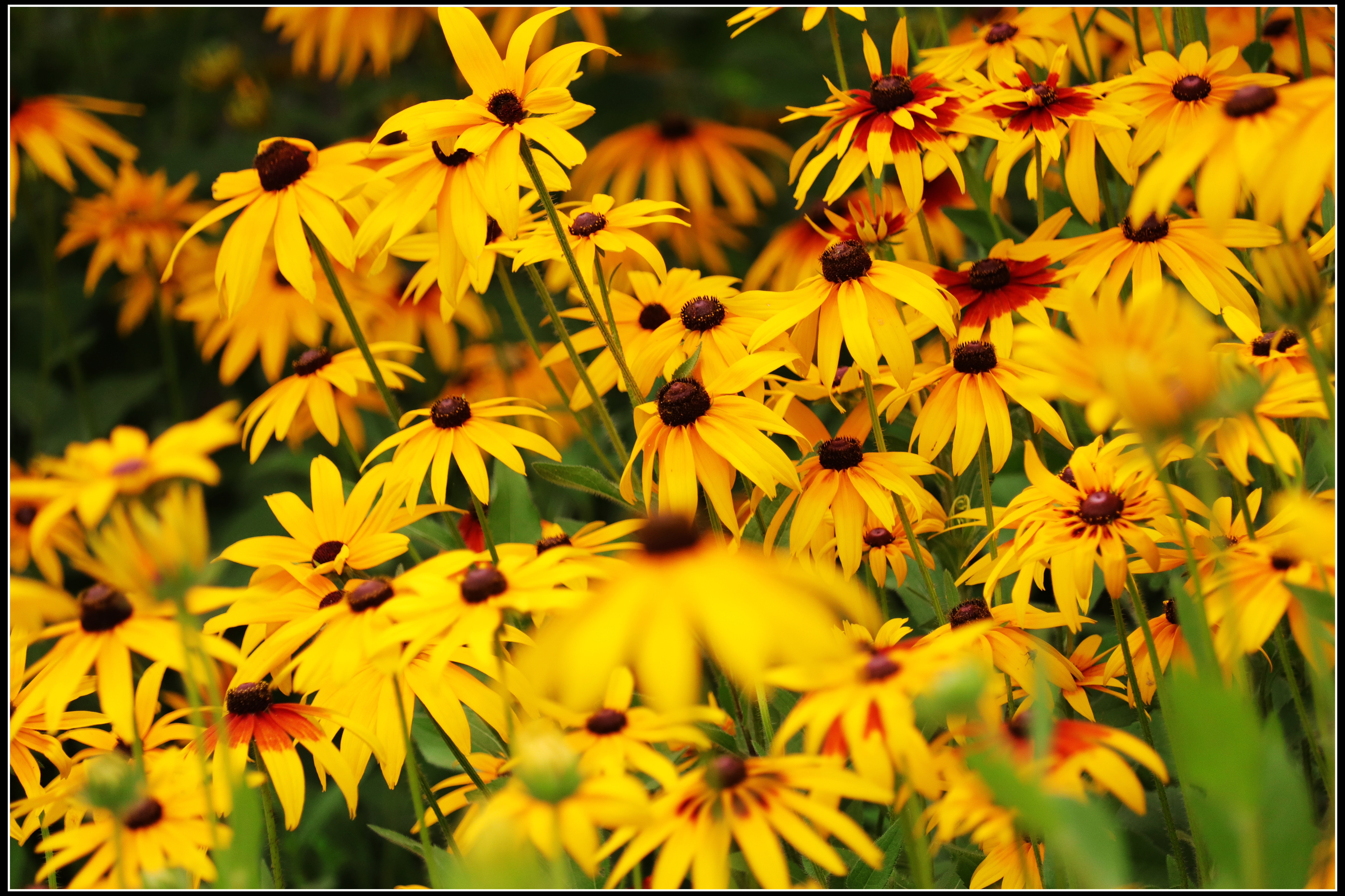 这种花便宜还好养活,5种坑人的花