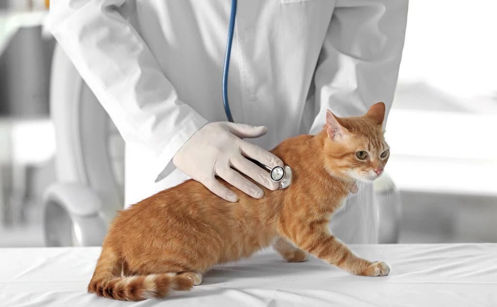 怎么预防猫咪对人的危害,怎样预防猫咪各种疾病