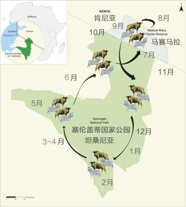 有些幸福的大象“躺平”了，而有些大象一直“在路上”！