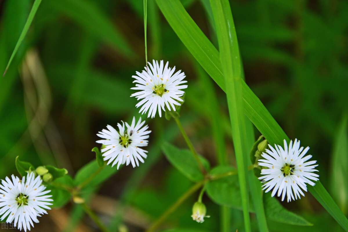 1月至12月生日花的花语,什么花语是祝福生日快乐的花