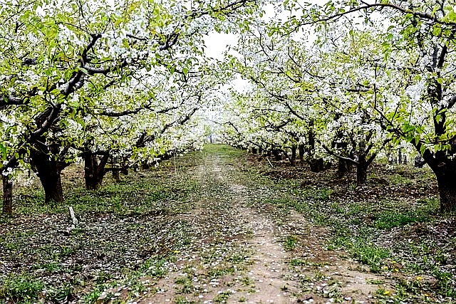 七绝诗新韵原创,五绝中华新韵的诗