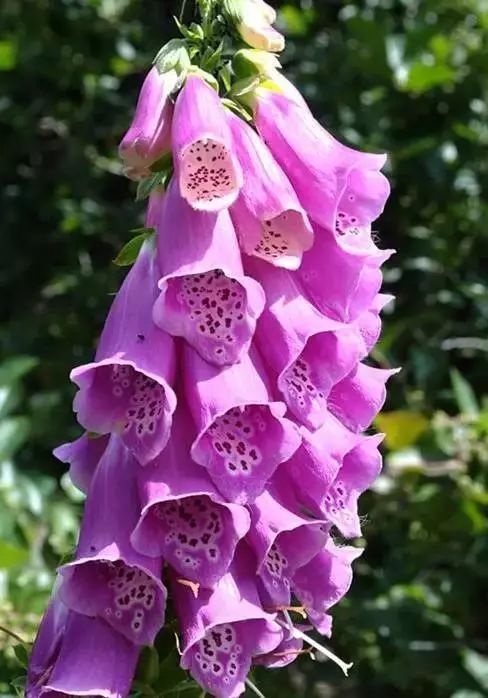 世界顶级奇花异卉,100种奇花异草图