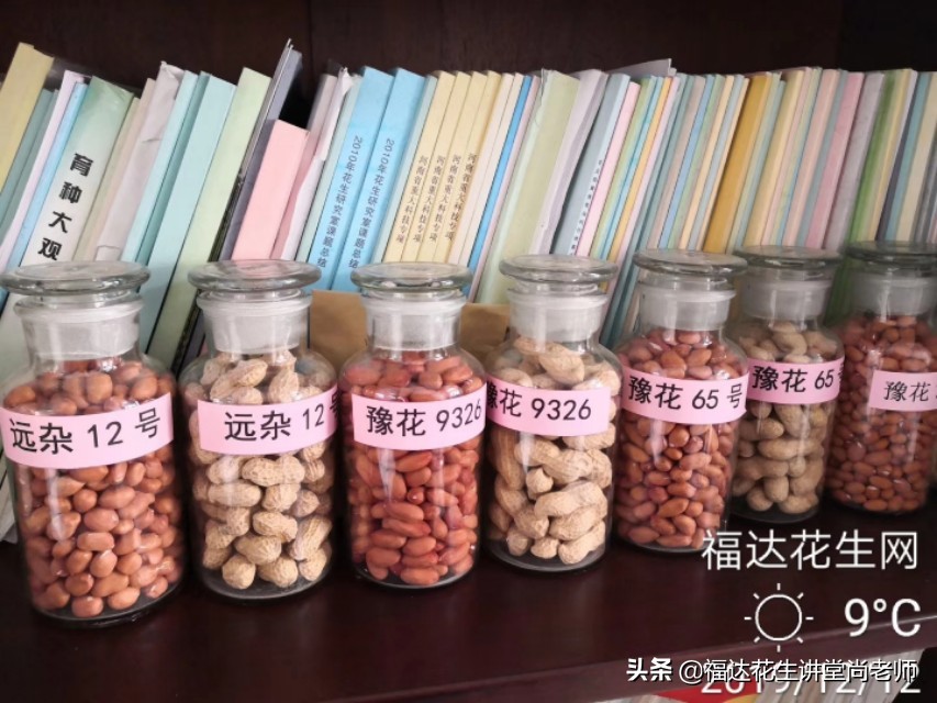 全国土特产食品花生,薄皮花生品种大全