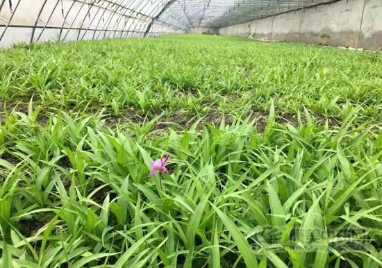 白芨的种植前景与高效栽培技术,种植白芨一亩地需要多少成本