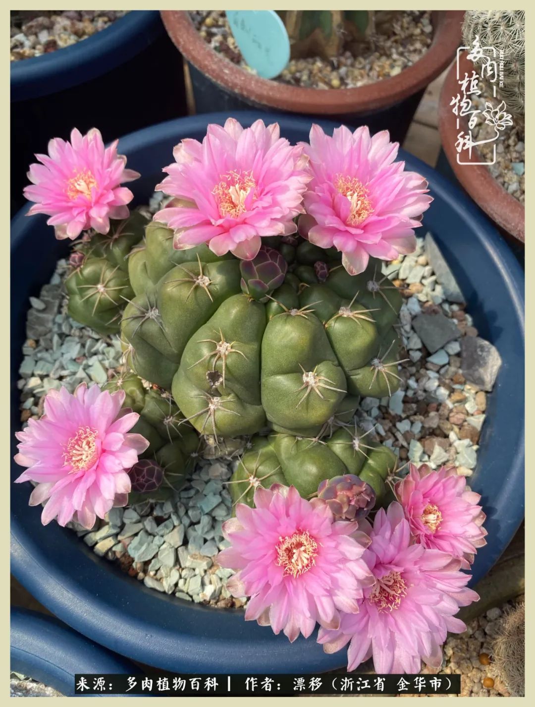 仙人球开花并散发着香味,仙人球花盛开吐露芬芳