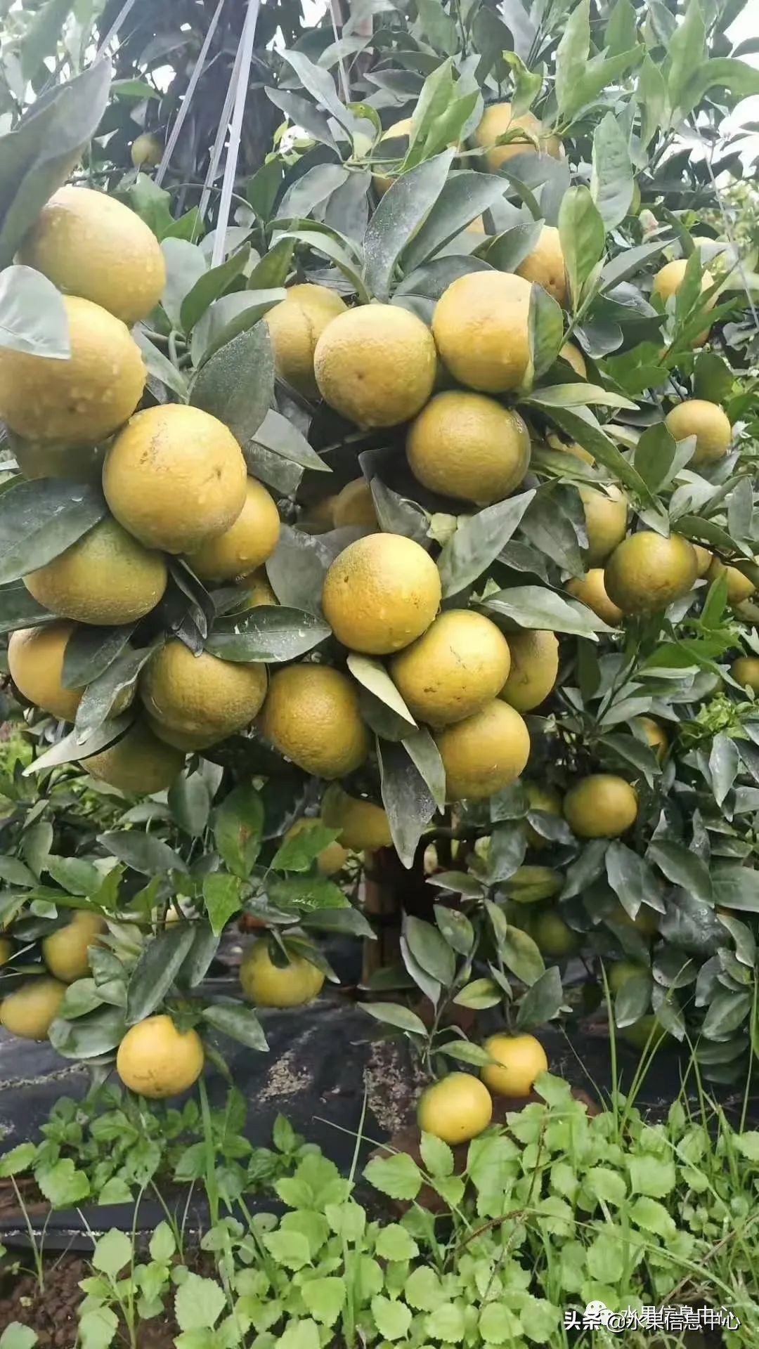 海南水果都有哪些品种图片及名称,海南水果上市时间表赶快收藏吧