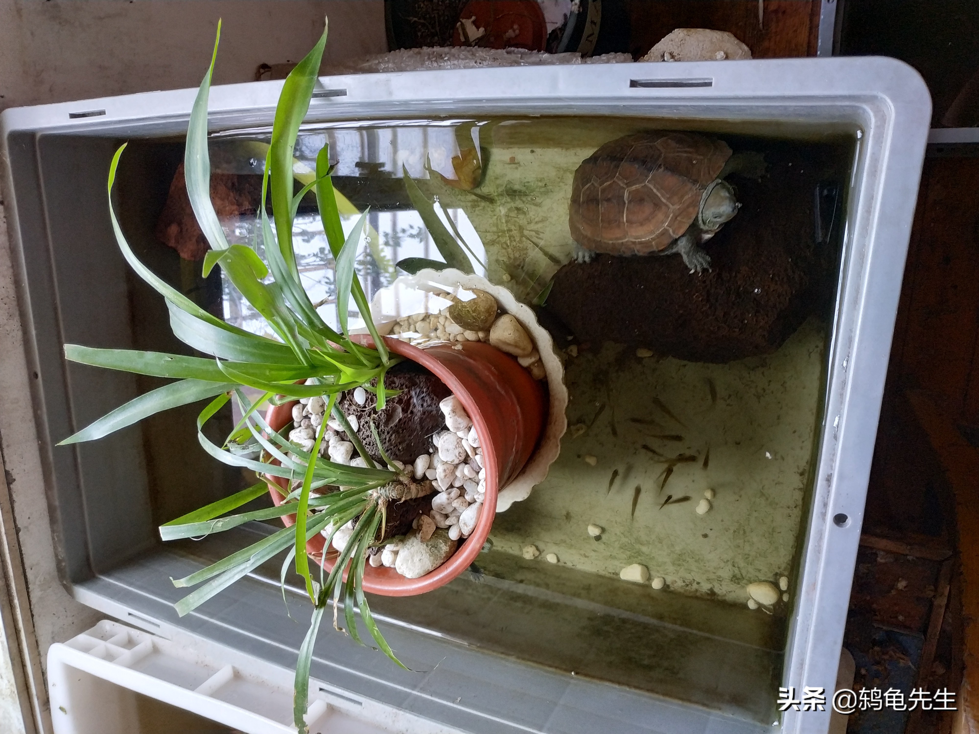 浅水过背养龟有什么危害,如何理解养龟中的浅水过背