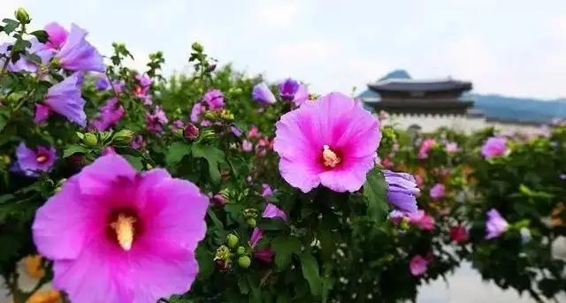 什么是木槿花朝开暮落,木槿花真的朝开暮落吗