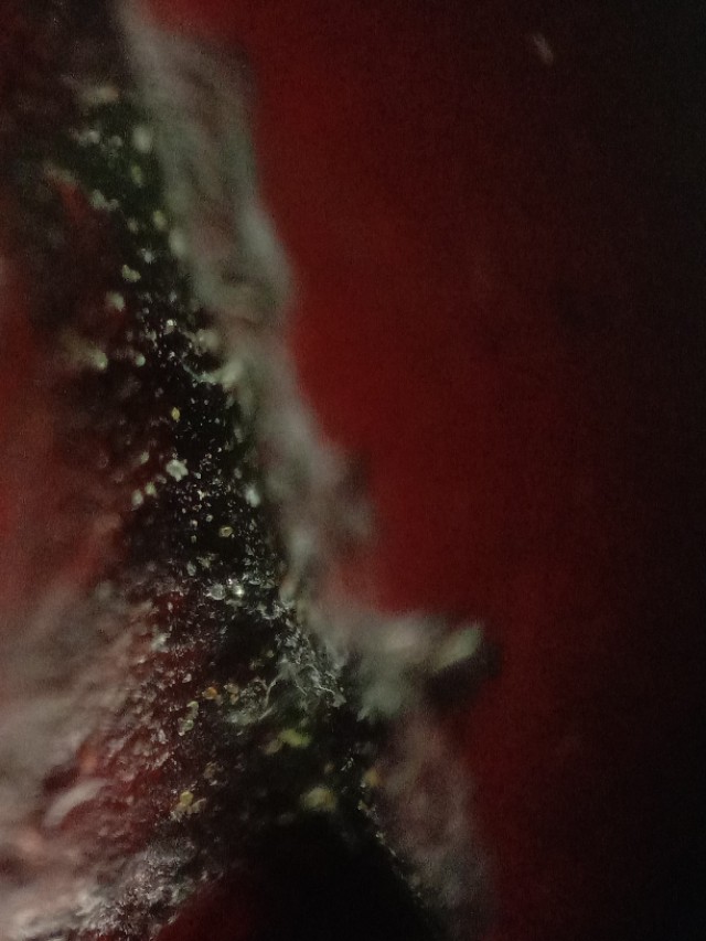 满血大红袍鸡血石,明末清初的田黄石