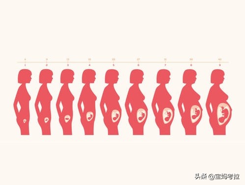 孕期每月注意事项表,孕期变化和注意事项