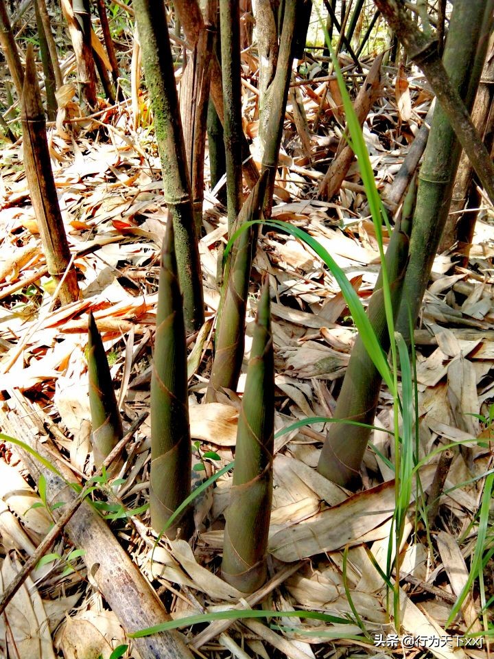 「追梦高山上的禅悟」探秘“南鳌太”越城岭，打卡鬼崽石