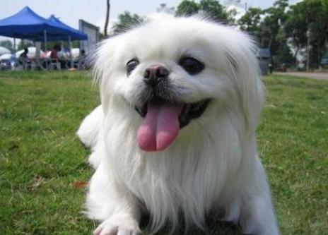 盘点那些可爱又懂事的中华田园犬,中华田园犬从可爱到霸气侧漏