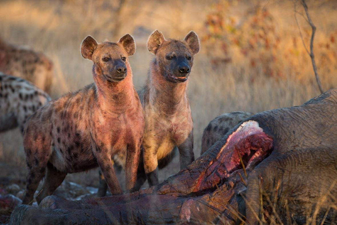 鬣狗猎杀小象,鬣狗攻击小象全过程