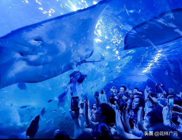 「广元卡尔海洋世界」海洋科普—鳐鱼：其实，我是被压扁的鲨鱼