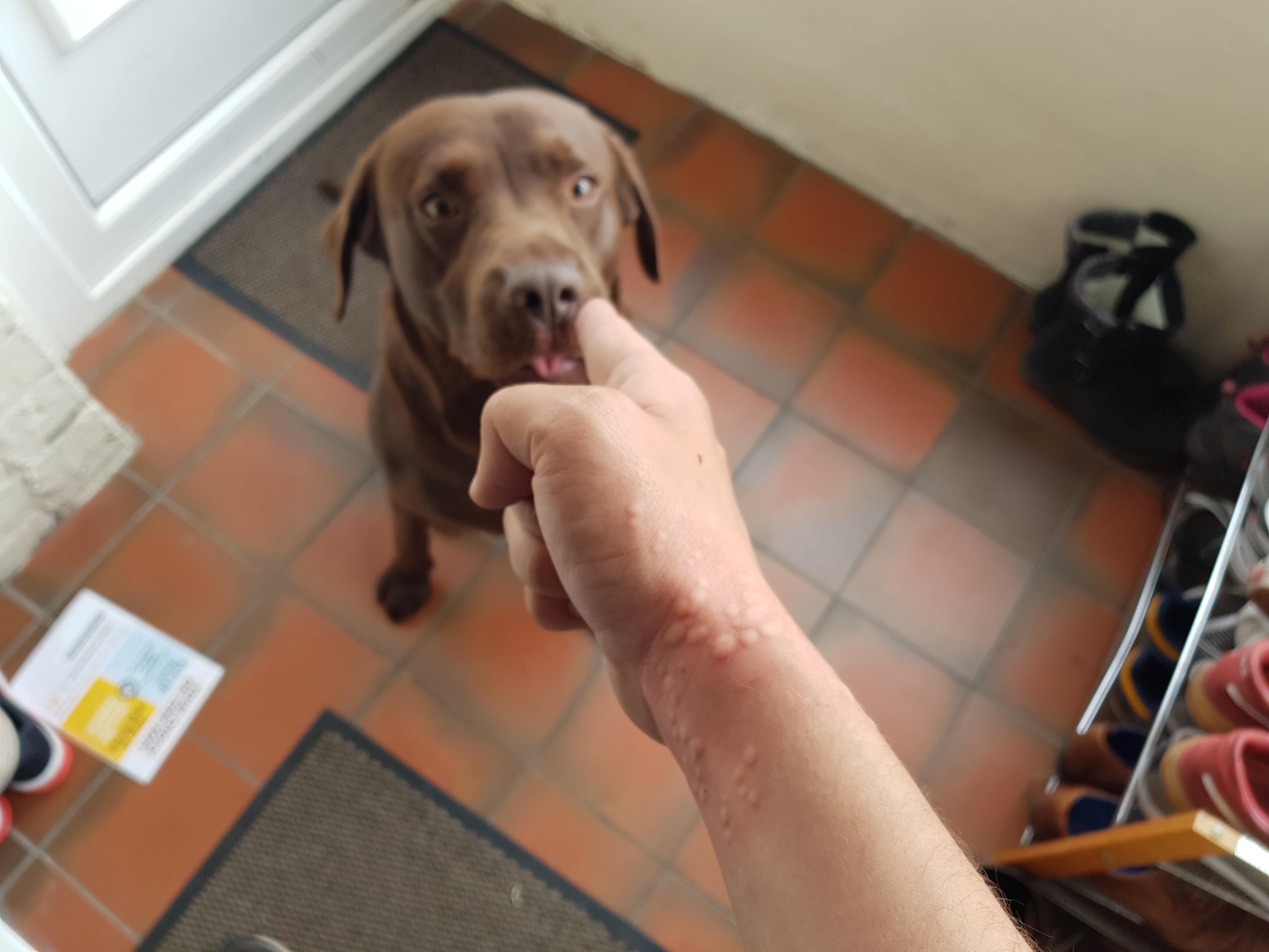 拉布拉多狗狗的优点和缺点,拉布拉多狗的优点缺点有哪些