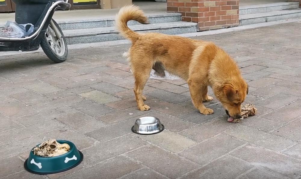 两只被遗弃的小流浪狗,流浪狗被收养后两只大狗不吃不喝