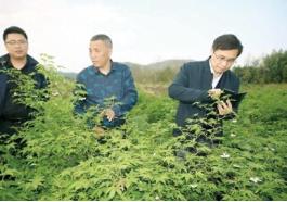 立德仁爱善济岐黄访中国工程院院士、中国中医科学院院长黄璐琦