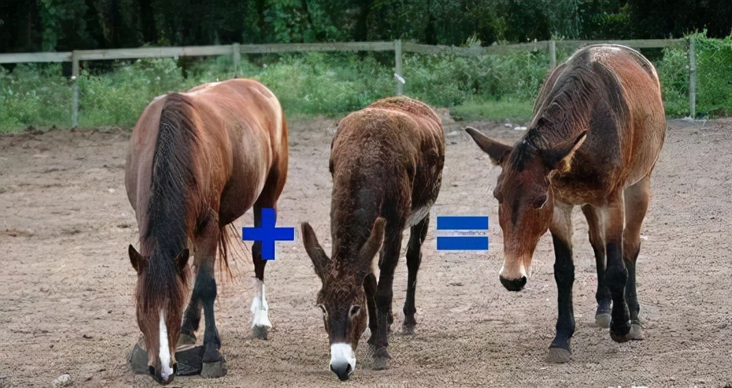 为什么骡子不能产生可育性后代,为什么骡子不能生育后代典故