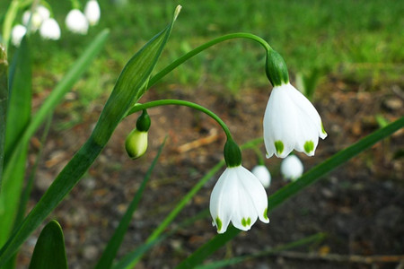 泰戈尔的飞鸟集短诗与插图摘抄,泰戈尔飞鸟集十大经典