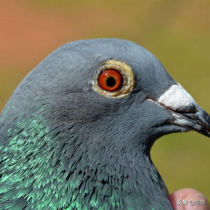 恒大风波起源,恒大风波的影响
