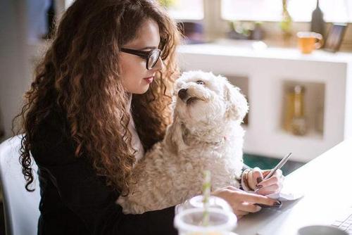 比熊主人示好的动作,比熊向宠主示好的动作