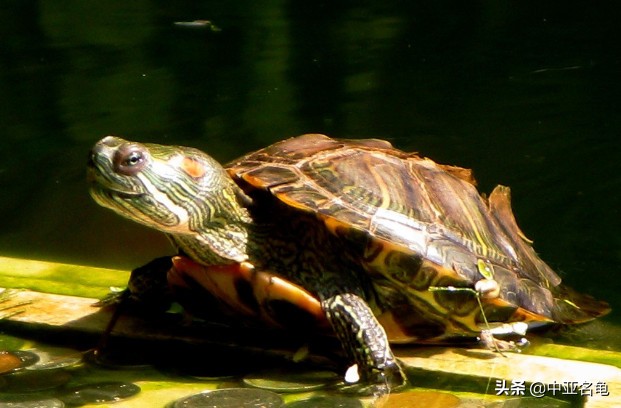 养龟推荐新手养法,养龟小知识学完后秒变养龟达人