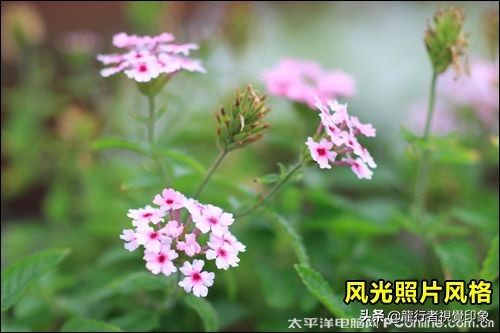 cameraraw曲线详解教程,鹏凰视界cameraraw系列教程