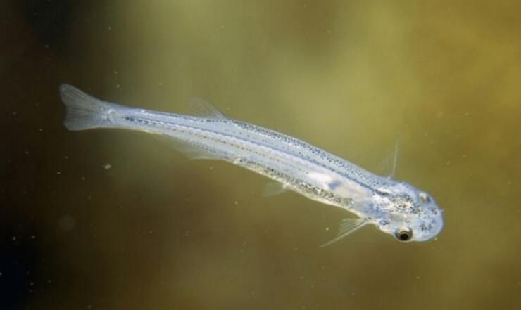 亚马逊河上面为什么不修桥,亚马逊河到底有多可怕没有大桥